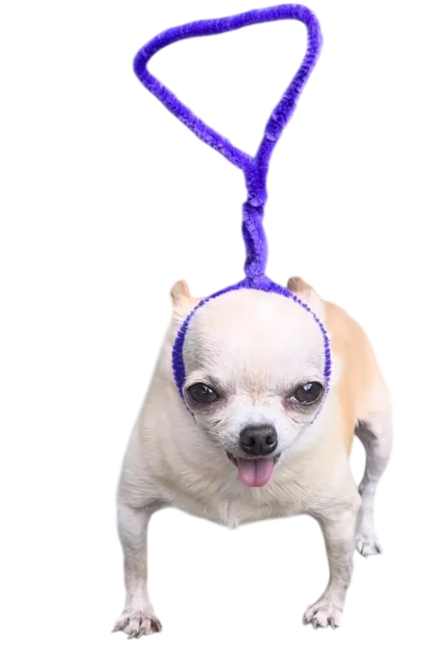 Chihuahua caminando